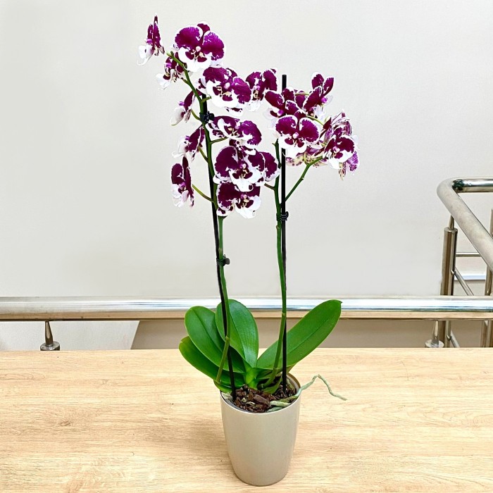 Орхидея фаленопсис двуствольная белая с фиолетовыми пятнами