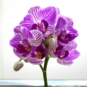 Орхидея фаленопсис мини сиреневая в фиолетовую полоску