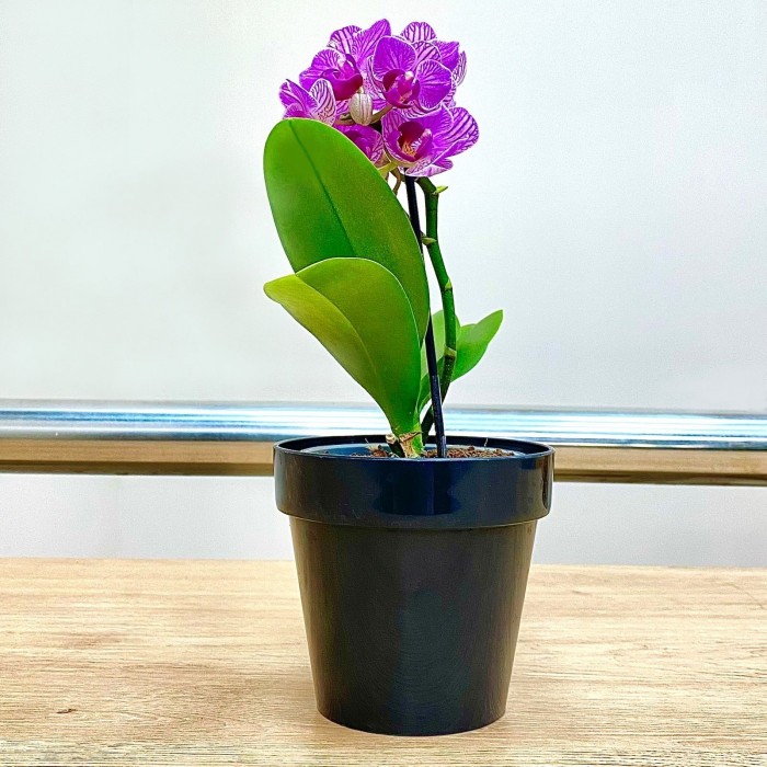 Орхидея фаленопсис мини сиреневая в фиолетовую полоску