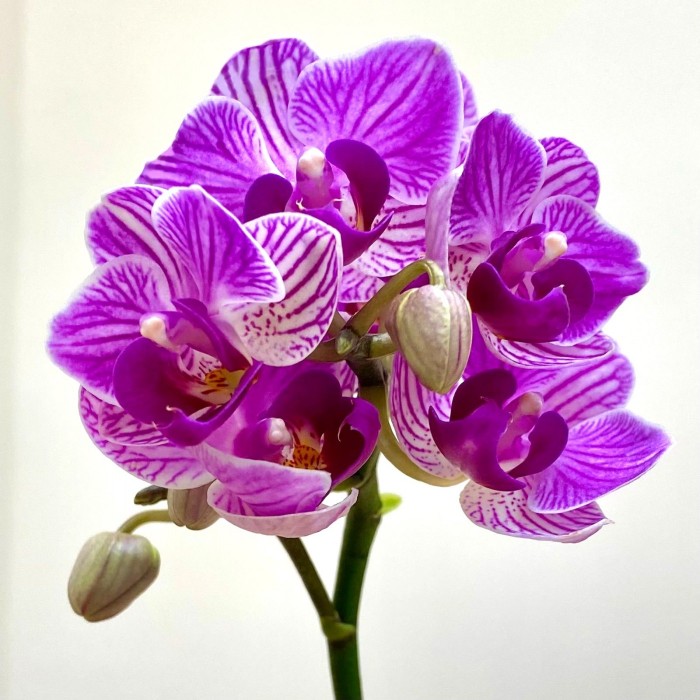 Орхидея фаленопсис мини сиреневая в фиолетовую полоску