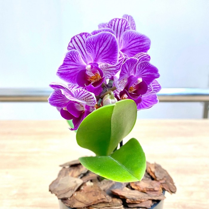 Орхидея фаленопсис мини сиреневая в фиолетовую полоску