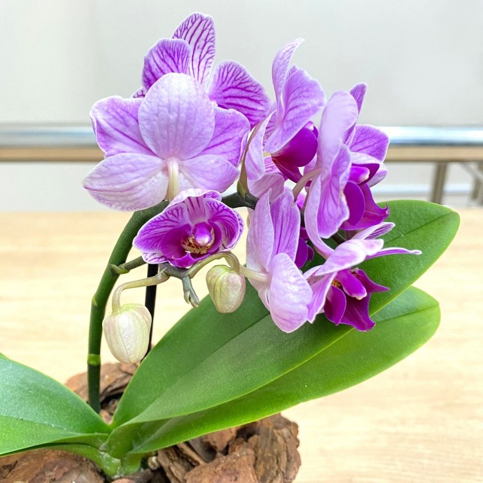 Орхидея фаленопсис мини сиреневая в фиолетовую полоску