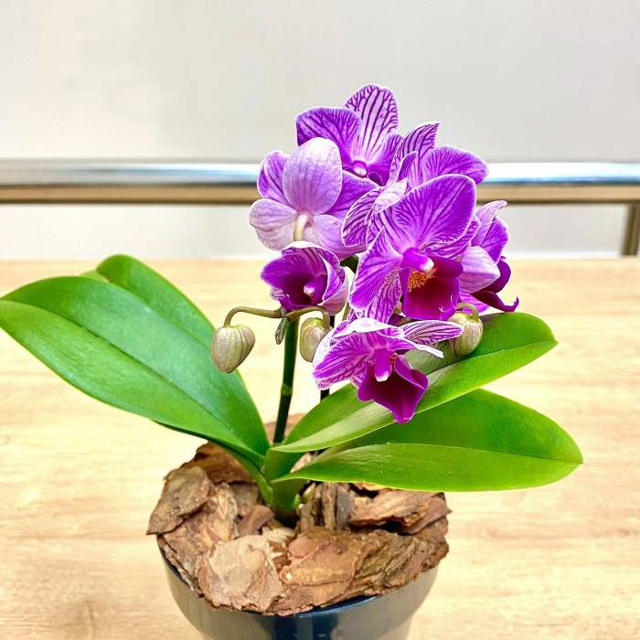 Орхидея фаленопсис мини сиреневая