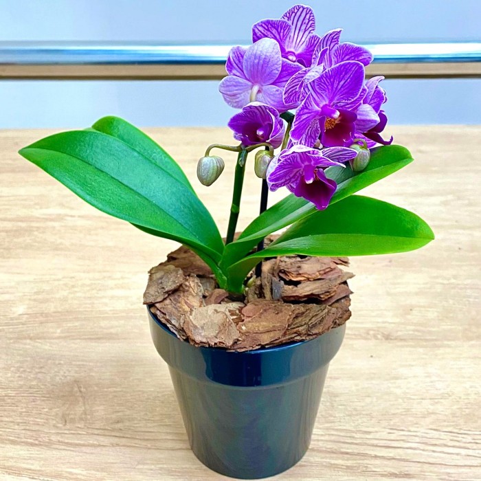 Орхидея фаленопсис мини сиреневая в фиолетовую полоску