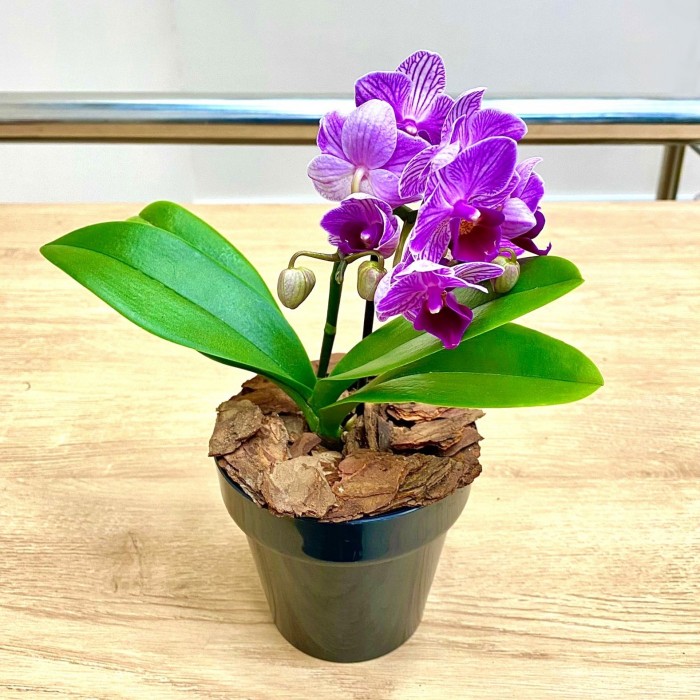 Орхидея фаленопсис мини сиреневая в фиолетовую полоску