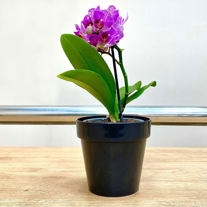 Орхидея фаленопсис мини сиреневая в фиолетовую полоску