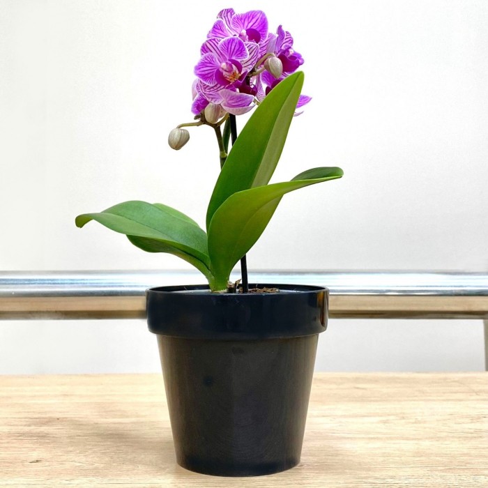 Орхидея фаленопсис мини сиреневая в фиолетовую полоску