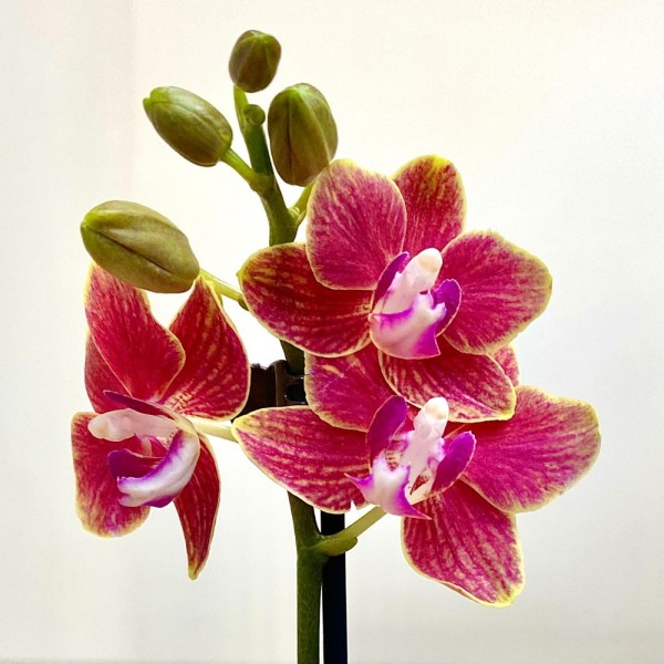 Орхидея Фаленопсис мини красная с жёлтым