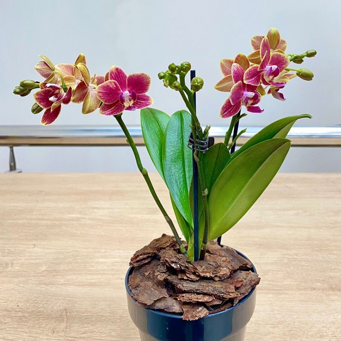 Орхидея Фаленопсис мини красная с жёлтым