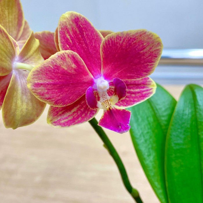 Орхидея Фаленопсис мини красная с жёлтым