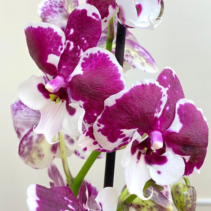 Орхидея Фаленопсис одноствольная фиолетово-белая