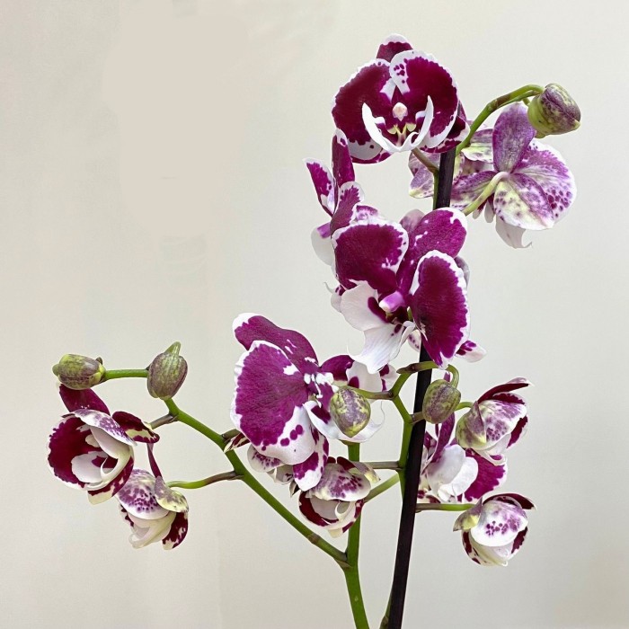 Орхидея Фаленопсис одноствольная фиолетово-белая