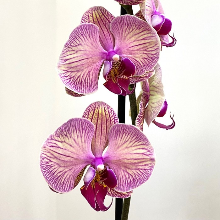 Орхидея Фаленопсис одноствольная розово-коричневая в полоску