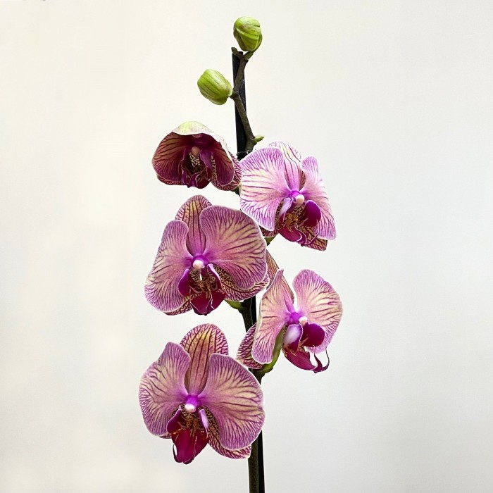 Орхидея Фаленопсис одноствольная розово-коричневая в полоску