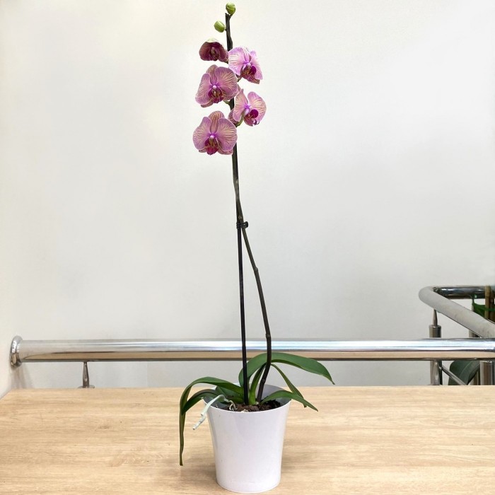 Орхидея Фаленопсис одноствольная розово-коричневая в полоску