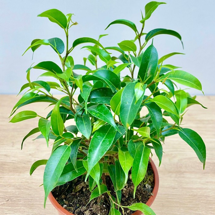 Фикус Бенджамина мини