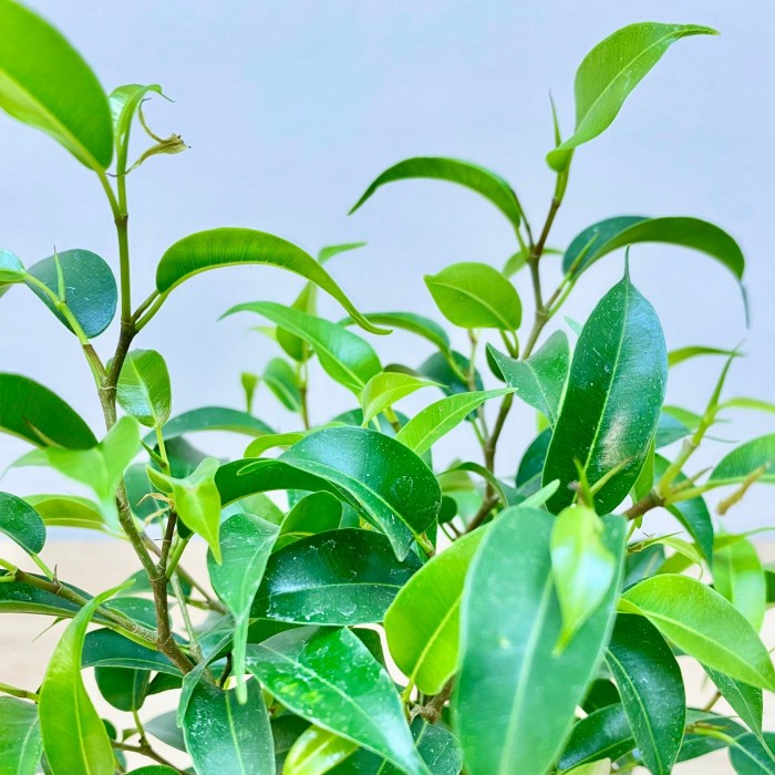 Фикус Бенджамина мини