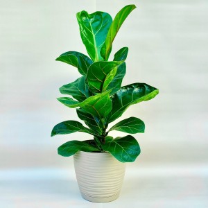 Фикус Лирата