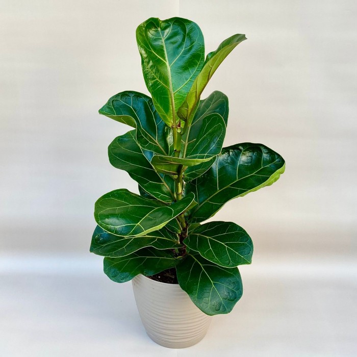 Фикус Лирата