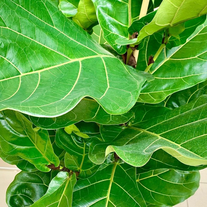 Фикус Лирата 2 ствола