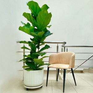 Фикус Лирата 2 ствола