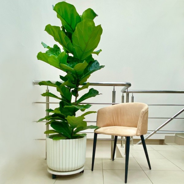 Фикус Лирата 2 ствола