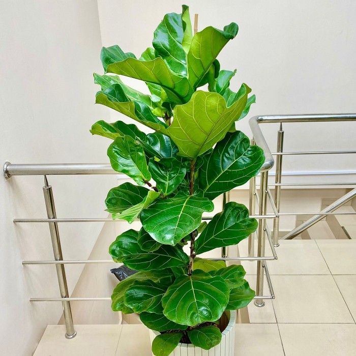 Фикус Лирата 2 ствола