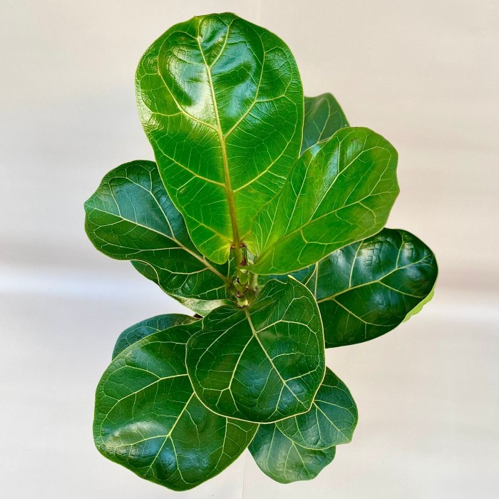 Фикус Лирата