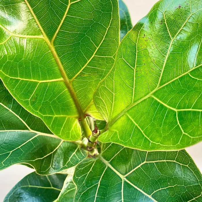 Фикус Лирата