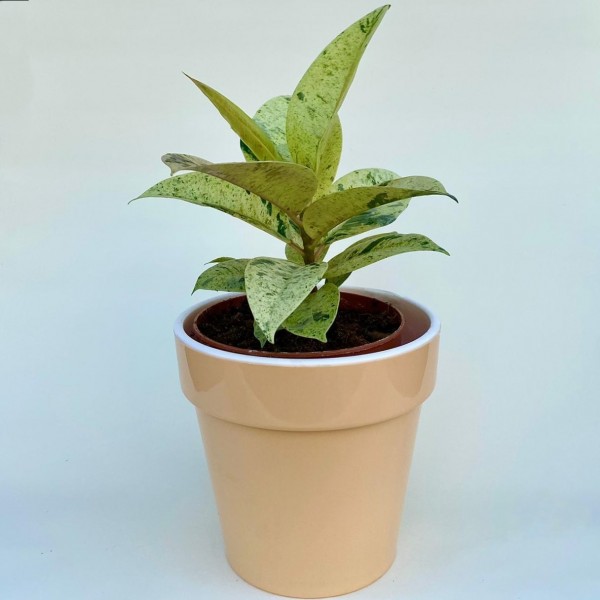 Фикус эластика шривериана