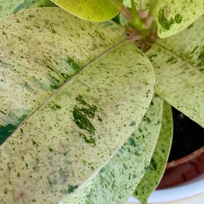 Фикус эластика шривериана