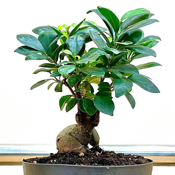 Фикус микрокарпа бонсай