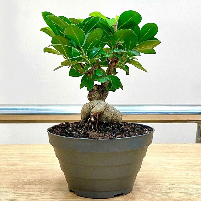 Фикус микрокарпа бонсай