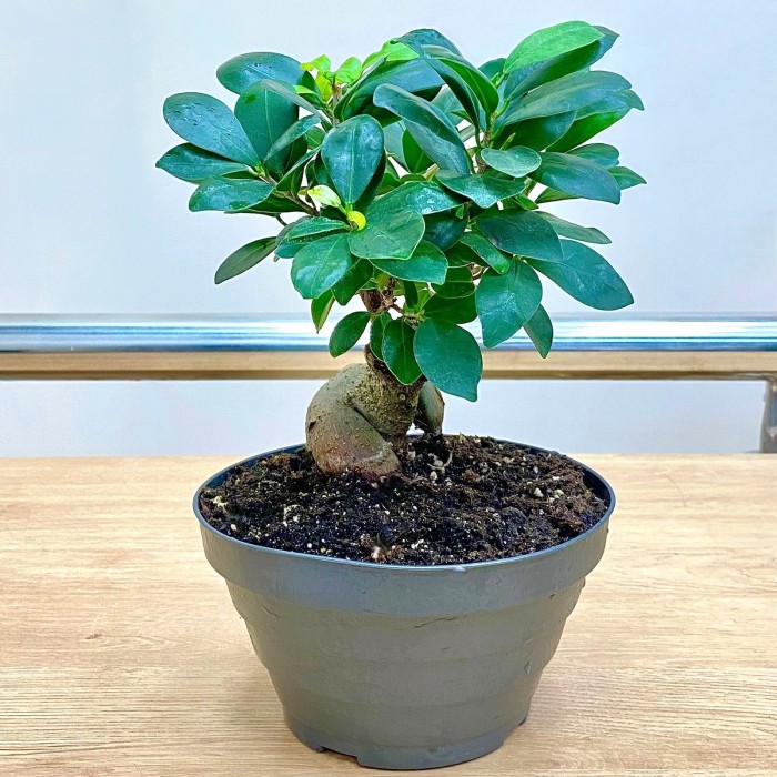 Фикус микрокарпа бонсай