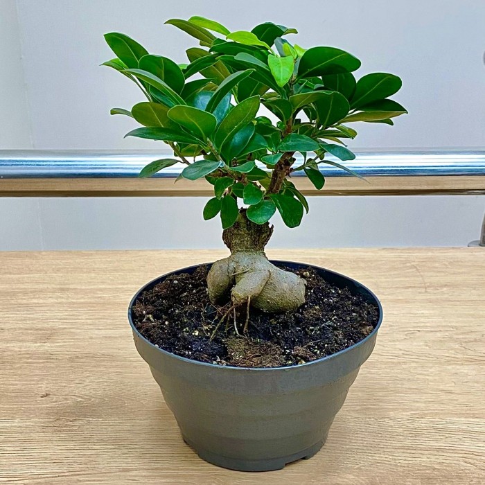 Фикус микрокарпа бонсай