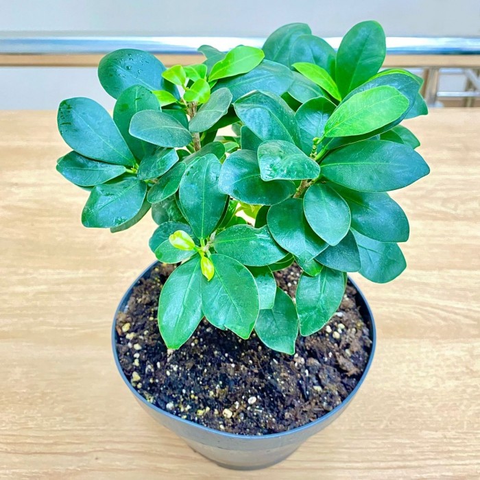 Фикус микрокарпа бонсай