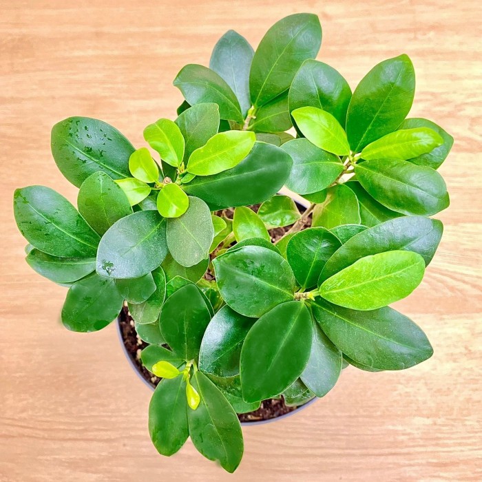 Фикус микрокарпа бонсай