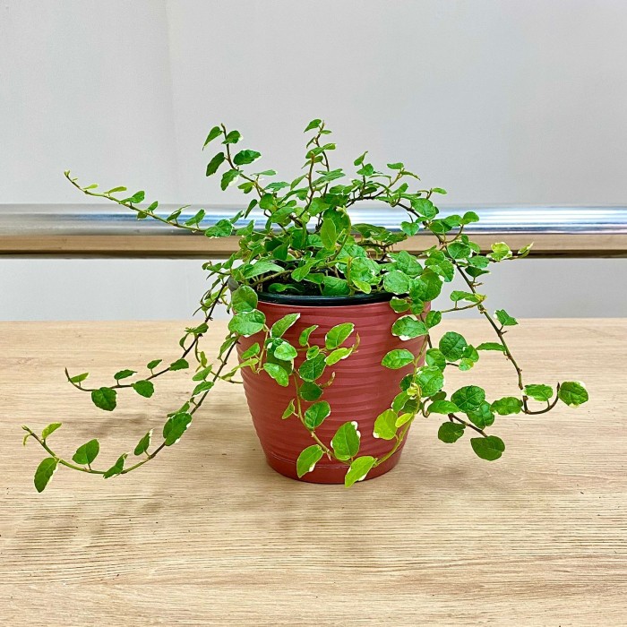 Фикус Пумила уайт Санни