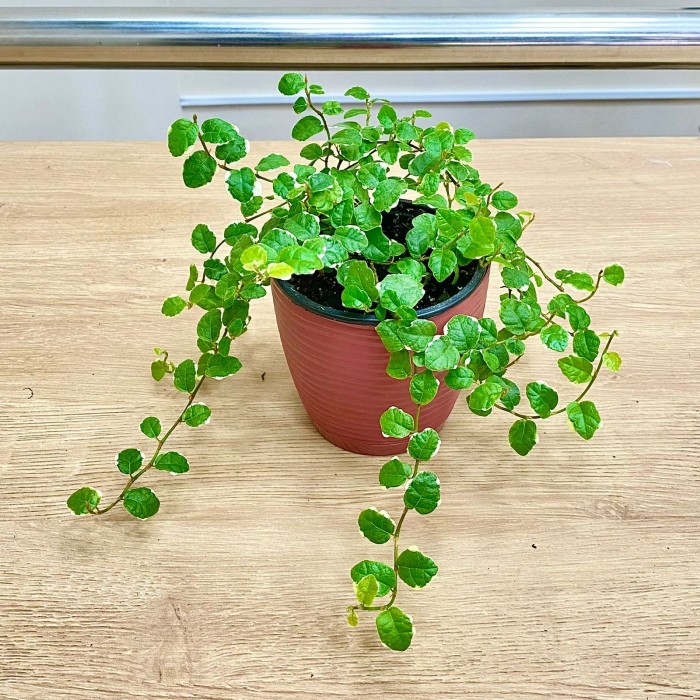 Фикус Пумила уайт Санни