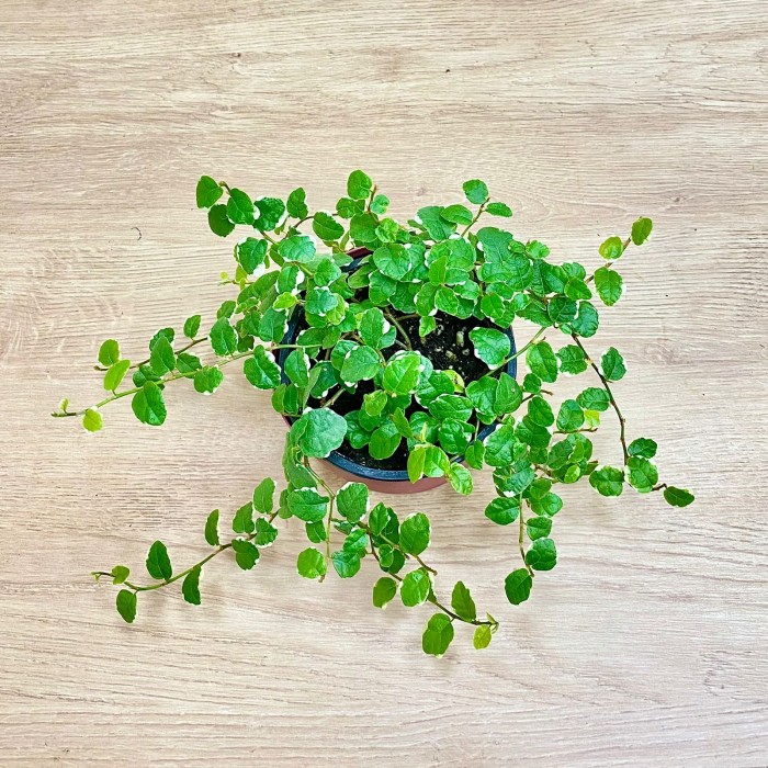 Фикус Пумила уайт Санни