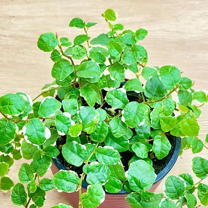 Фикус Пумила уайт Санни