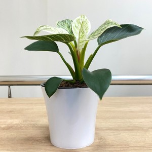 Филодендрон Биркин