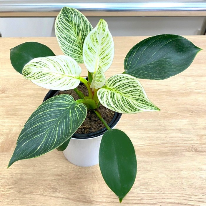 Филодендрон Биркин