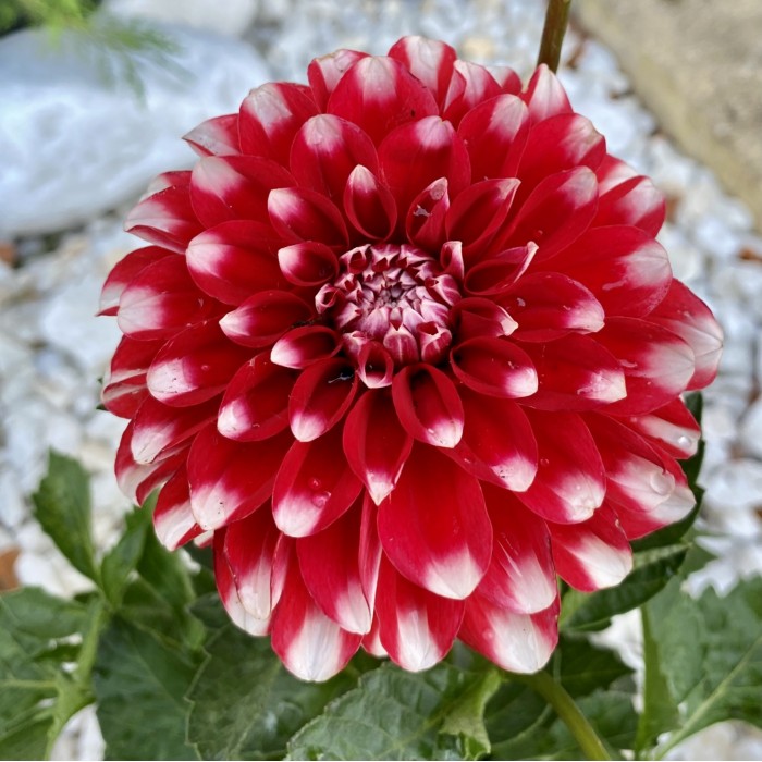 Георгин красный с белой окантовкой