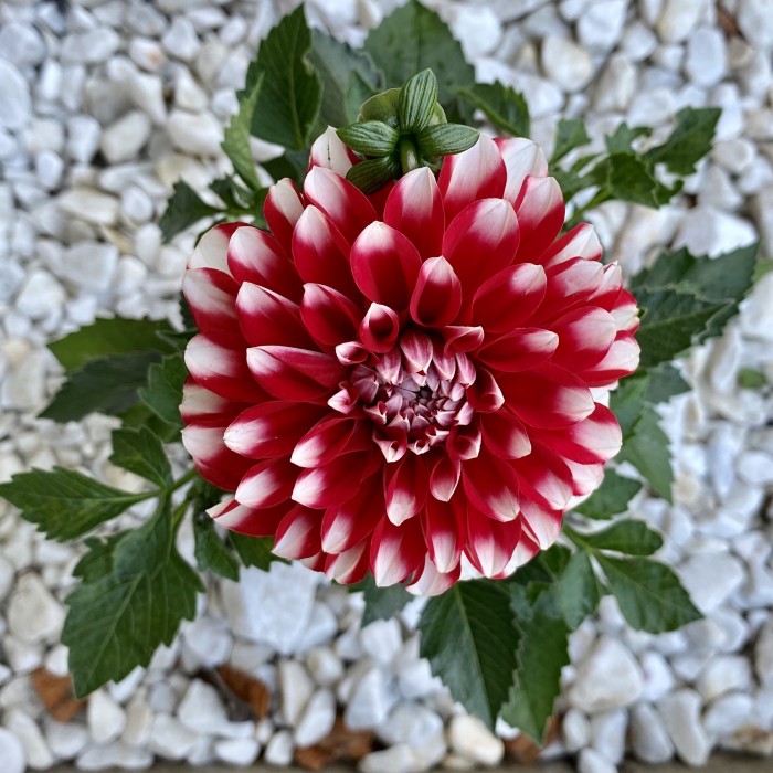 Георгин красный с белой окантовкой