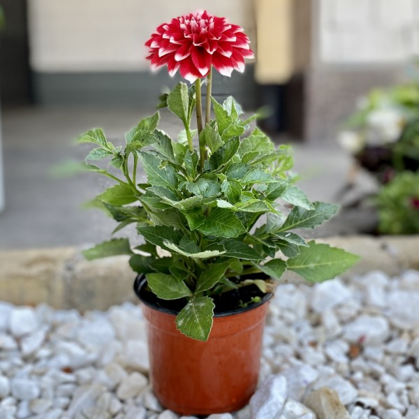 Георгин красный с белой окантовкой