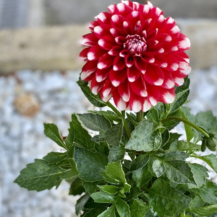 Георгин красный с белой окантовкой