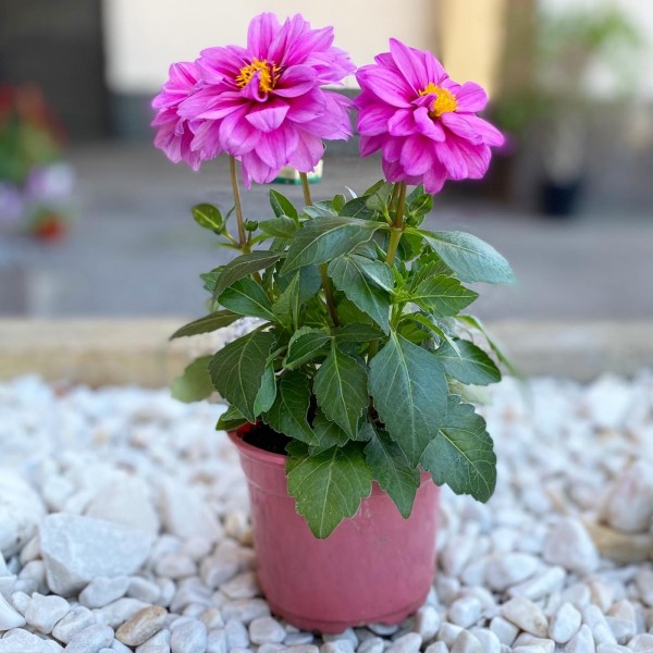 Георгин ярко-розовый