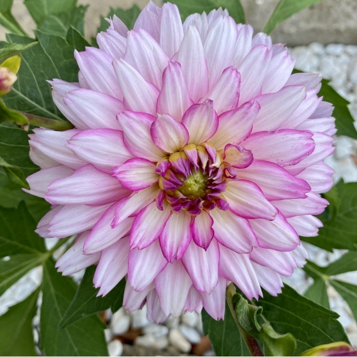 Георгин розовый