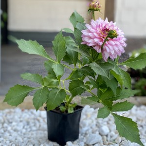 Георгин розовый